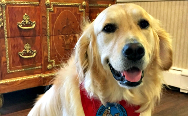 Golden retriever dog